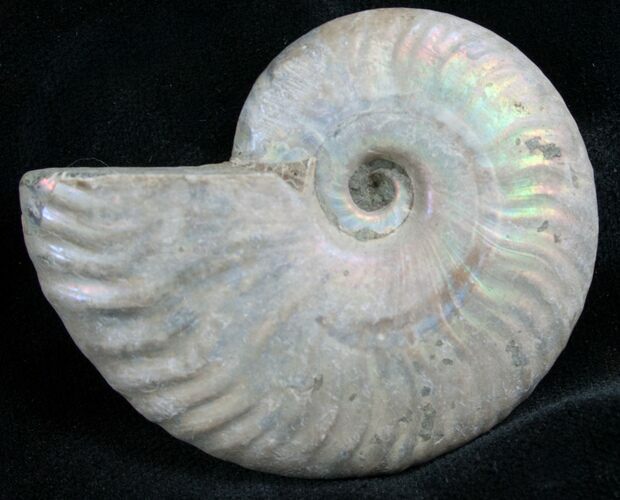 Silver Iridescent Ammonite - Madagascar #7785